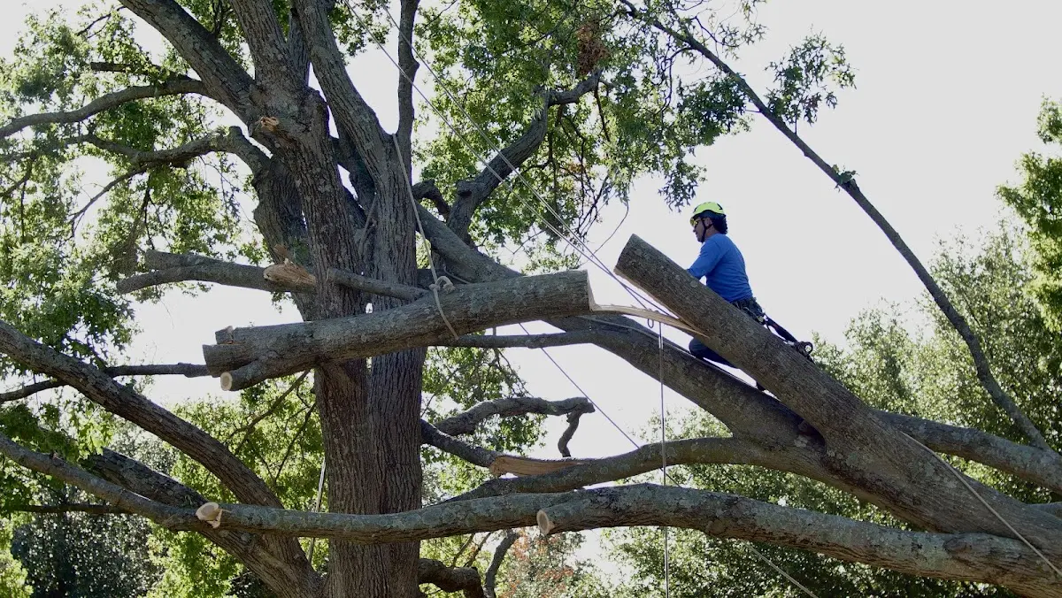 Professional Crown Thinning performed by certified arborists in Remlap